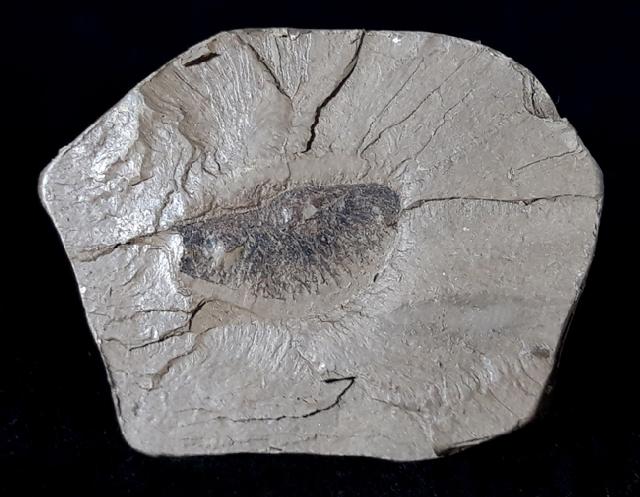 Geflgelter Samen einer Craigia bronnii (UNGER) - Bild © FossNet FossilienStore
